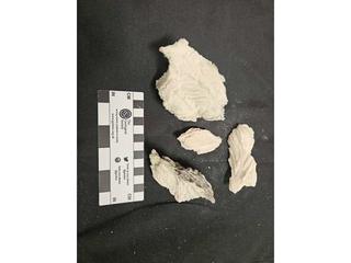 HS106E fossilized coral specimen photo