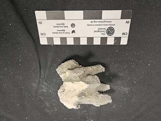 HS107A fossilized coral specimen photo