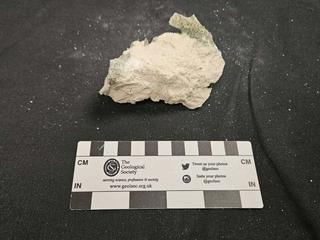HS107B fossilized coral specimen photo
