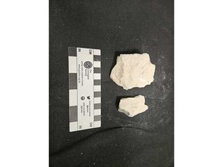 HS107C fossilized coral specimen photo