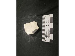 HS107E fossilized coral specimen photo