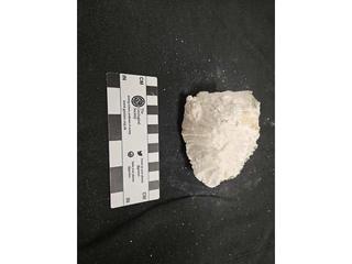 HS107F fossilized coral specimen photo