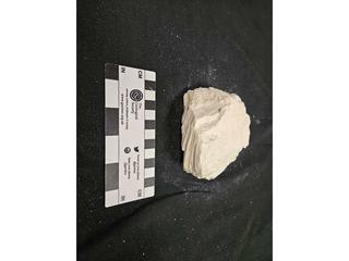 HS107G fossilized coral specimen photo