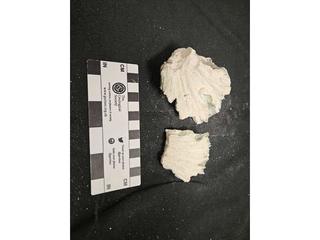 HS107H fossilized coral specimen photo