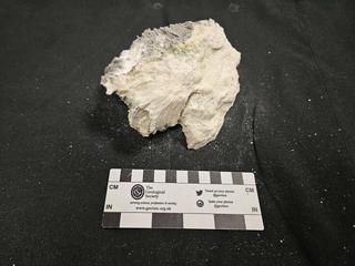 HS109A fossilized coral specimen photo