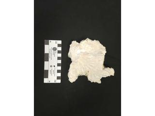 HS109B fossilized coral specimen photo