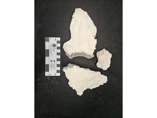 HS109C fossilized coral specimen photo