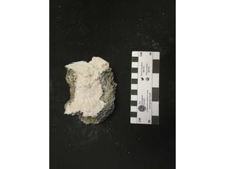 HS109D fossilized coral specimen photo