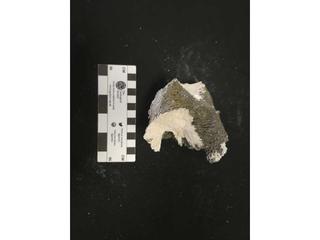 HS109E fossilized coral specimen photo