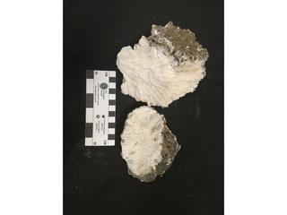 HS109F fossilized coral specimen photo