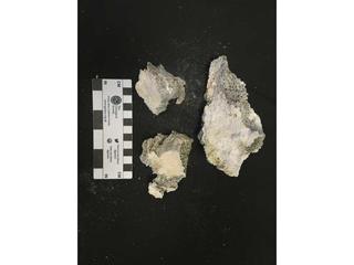 HS109G fossilized coral specimen photo