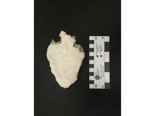 HS110A fossilized coral specimen photo