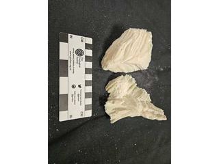 HS110B fossilized coral specimen photo