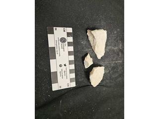 HS110C fossilized coral specimen photo