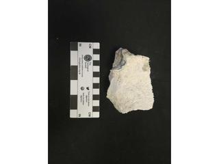 HS110D fossilized coral specimen photo