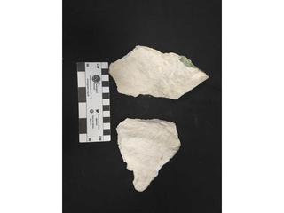 HS110E fossilized coral specimen photo