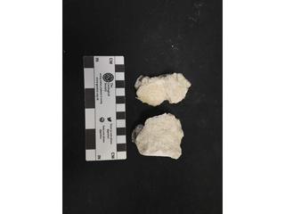 HS110F fossilized coral specimen photo