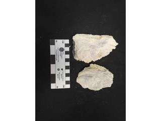 HS110G fossilized coral specimen photo