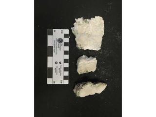 HS110H fossilized coral specimen photo