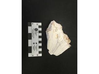 HS111A fossilized coral specimen photo