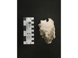 HS111B fossilized coral specimen photo