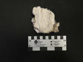 HS111C fossilized coral specimen photo