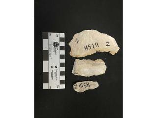 HS111Z fossilized coral specimen photo