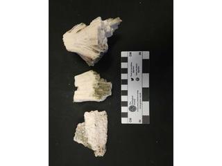 HS112A fossilized coral specimen photo
