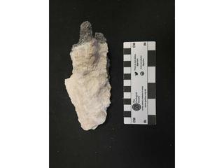 HS112B fossilized coral specimen photo