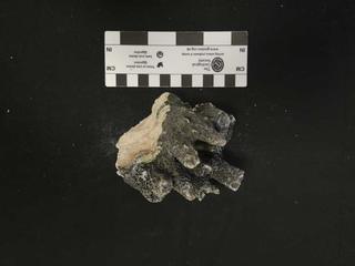 HS112C fossilized coral specimen photo