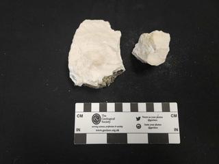 HS112D fossilized coral specimen photo