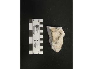 HS112Z fossilized coral specimen photo