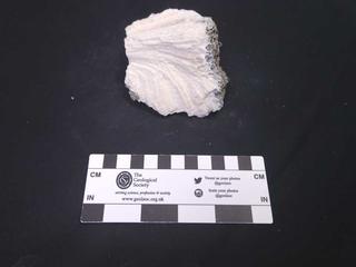 HS113A fossilized coral specimen photo