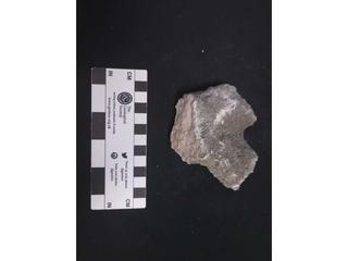 HS113B fossilized coral specimen photo