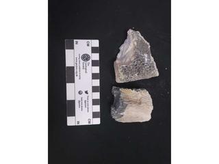 HS113C fossilized coral specimen photo