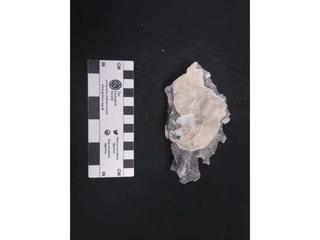HS113D fossilized coral specimen photo