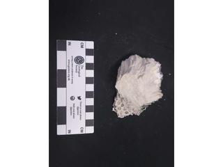HS113E fossilized coral specimen photo