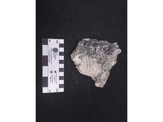 HS113F fossilized coral specimen photo