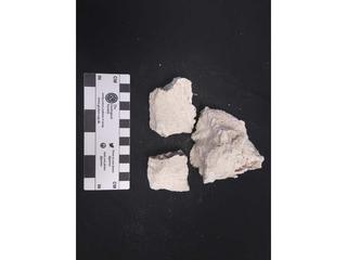 HS113G fossilized coral specimen photo