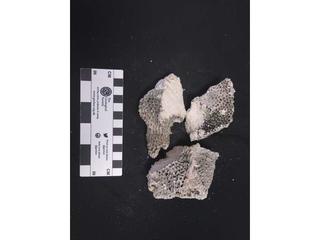 HS113H fossilized coral specimen photo