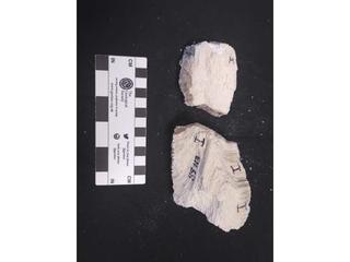 HS113I fossilized coral specimen photo