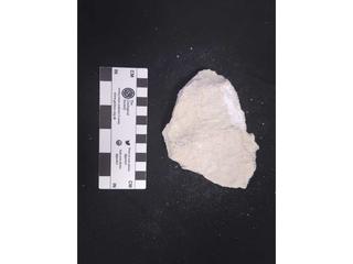 HS113J fossilized coral specimen photo