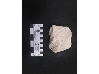 HS115A fossilized coral specimen photo