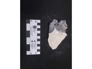 HS115C fossilized coral specimen photo