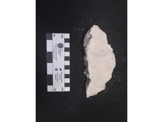 HS115D fossilized coral specimen photo