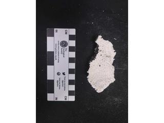 HS115E fossilized coral specimen photo