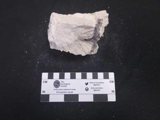 HS116A fossilized coral specimen photo