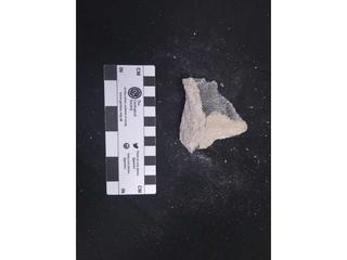 HS116B fossilized coral specimen photo