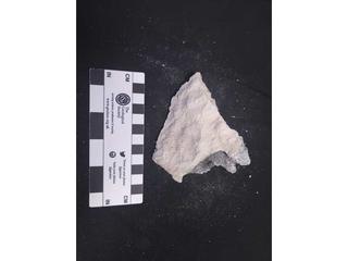 HS116C fossilized coral specimen photo