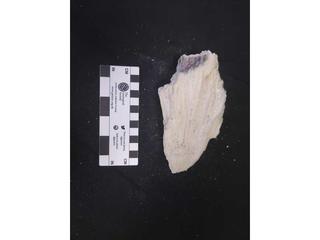 HS116D fossilized coral specimen photo